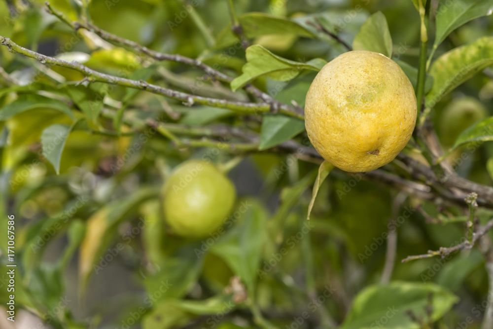 Lemons tree with green and ripe lemons.