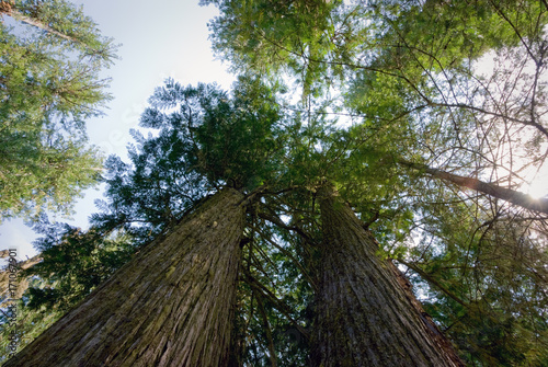 Fényképezés Virgin cedar forest in Northern Idaho