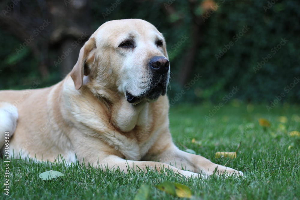 Labrador in grass