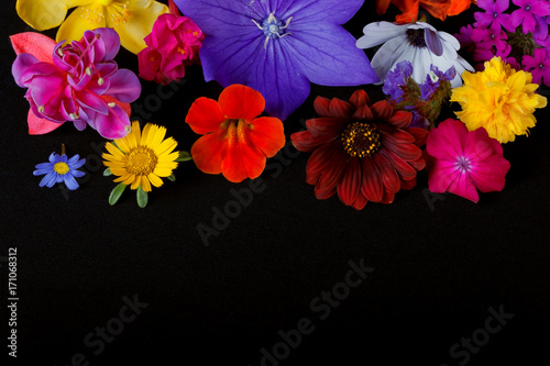 Fototapeta Naklejka Na Ścianę i Meble -  Many flowers of different species and colors on black background.