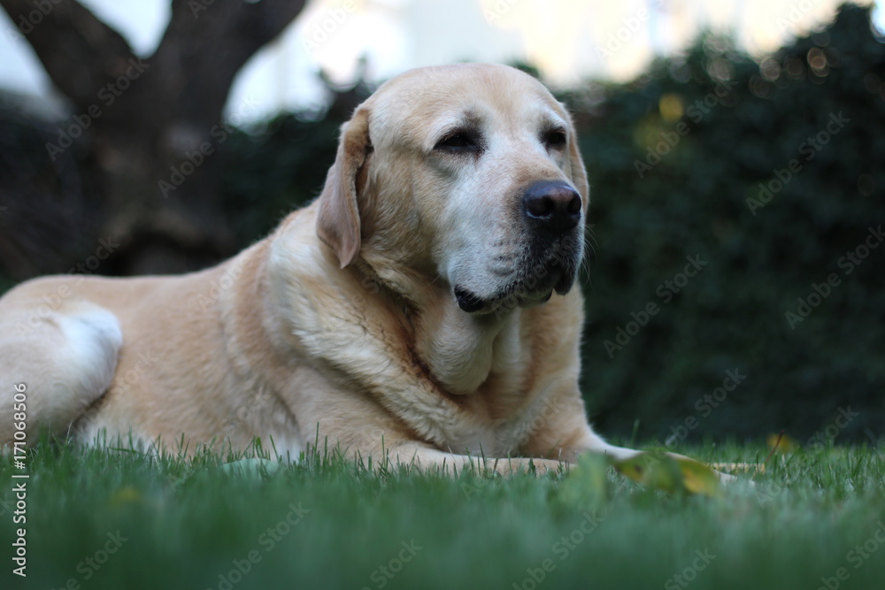 Labrador in grass