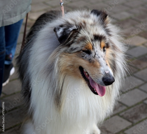 Colly dog, sheepdog show portrait close up © SokolovskayaG