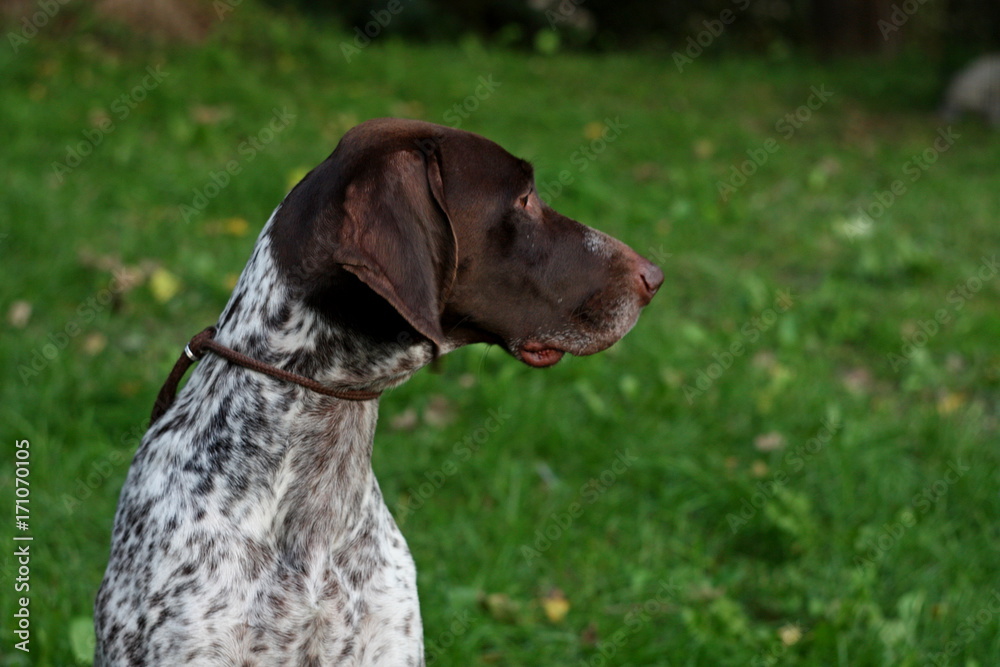 German kurzhaar, amzing spotty hunting breed dog portrait, shorthaired pointer face on vintage green natural background
