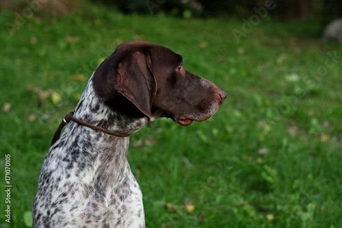German kurzhaar, amzing spotty hunting breed dog portrait, shorthaired pointer face on vintage green natural background