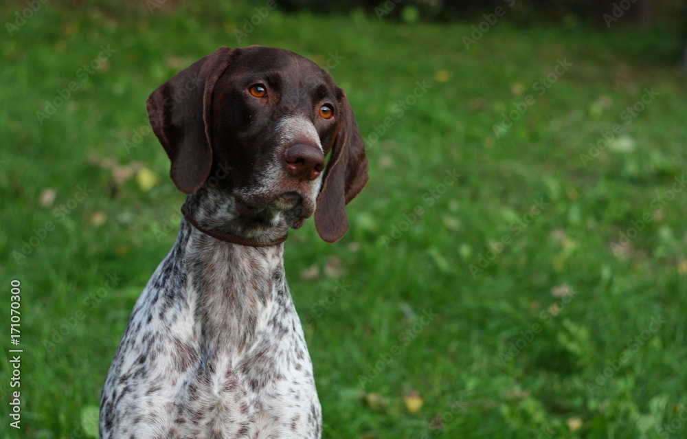 German shorthaired pointer, close up portrait of beautiful hunting dog. Purebred spotty white and brown dog on textured green background