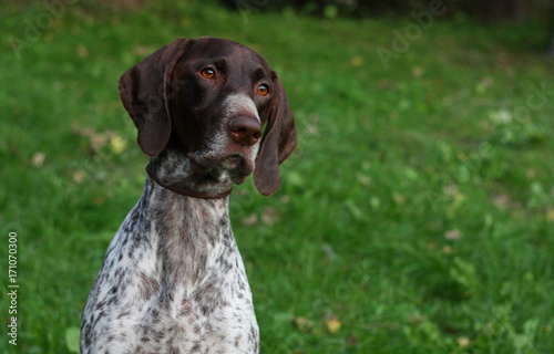 German shorthaired pointer, close up portrait of beautiful hunting dog. Purebred spotty white and brown dog on textured green background