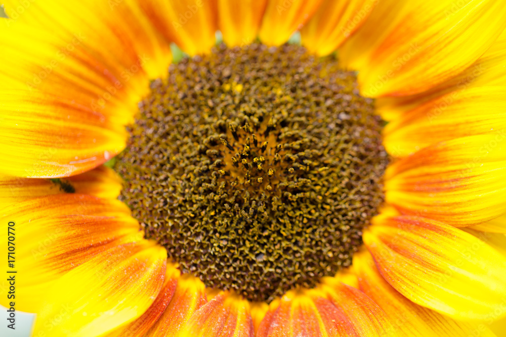 Obraz premium Macro Flowers