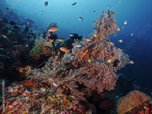 Fishes and corals in the tropical sea © scubaluna