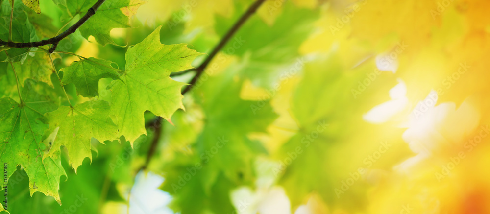 yellow maple leaves in autumn with beautiful sunlight yellow maple leaves in autumn with beautiful sunlight