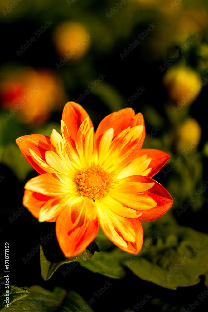 Yellow flower dahlia for background. Yellow flower dahlia for background.