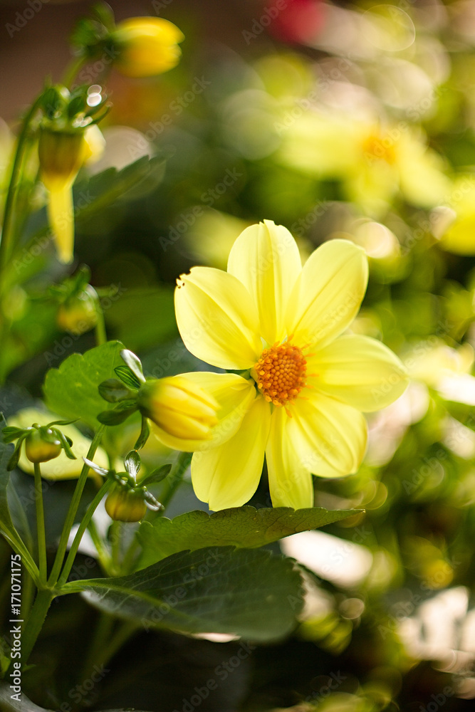 Obraz premium Yellow flower dahlia for background.