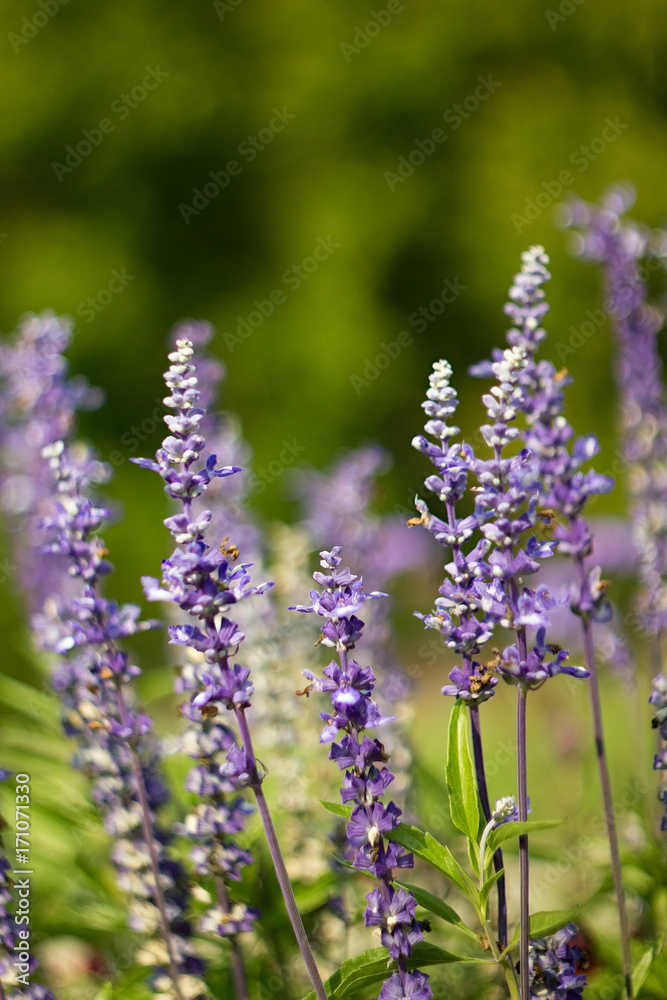 Purple levander on green background. Purple levander on green background.