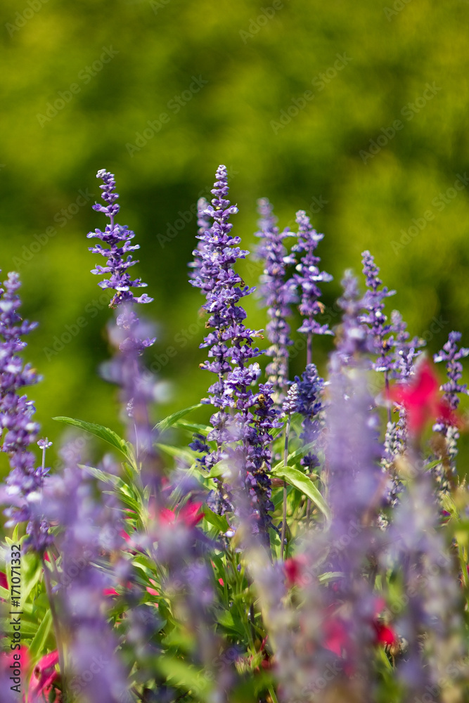 Obraz premium Purple flower for backround, levander.