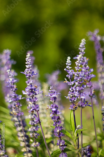 Purple levander on green background.