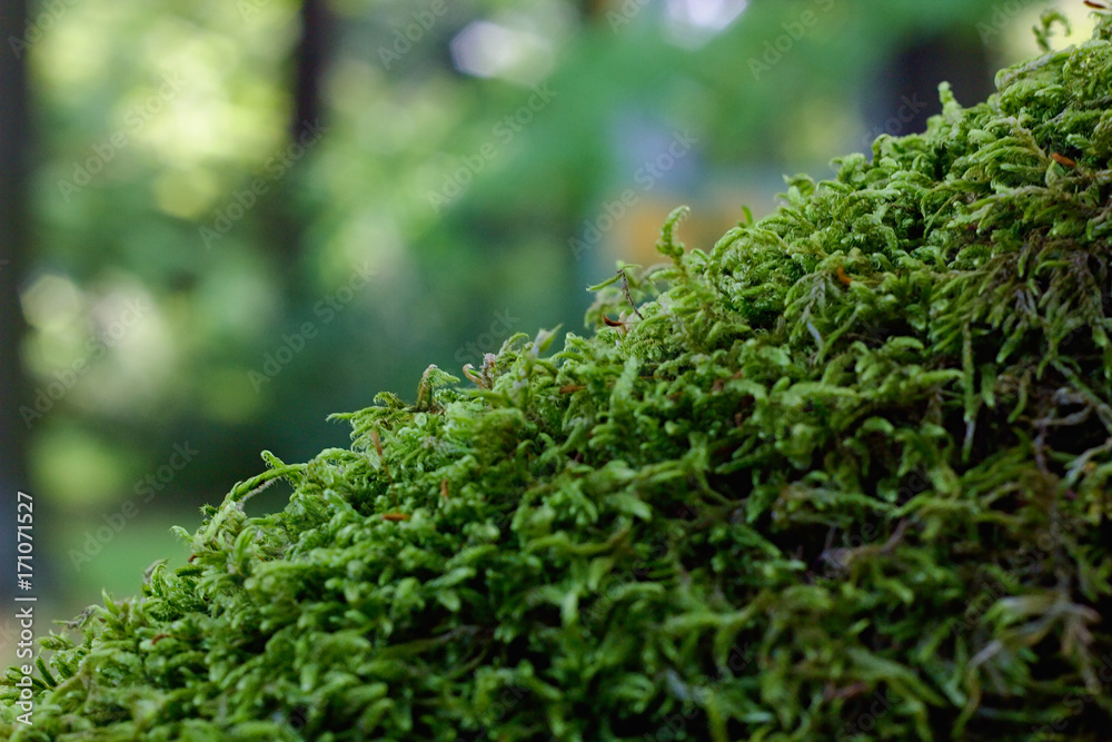 Green Bryophyta background Green Bryophyta background