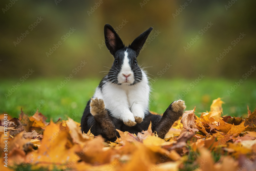 Little funny rabbit sitting in leaves in autumn Stock Photo | Adobe Stock