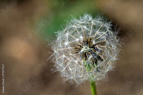 Fototapeta Naklejka Na Ścianę i Meble -  Pusteblume