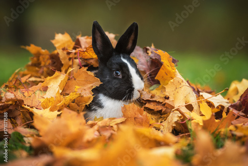 Little funny rabbit sitting in a pile of leaves in autumn