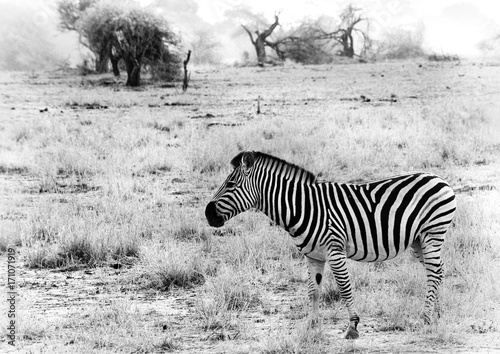 Black and white image of a zebra in the arid area of South Africa