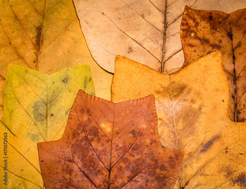 Herbarium