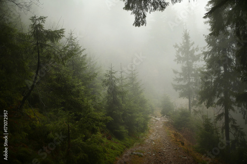 Misty pine forest on the mountain slope in a nature reserve © Aleksey