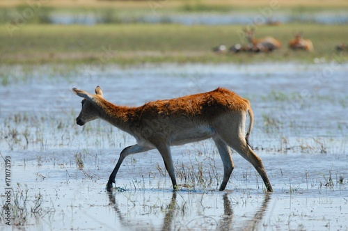 Wildlife in Botswana Moremi Game Reserve 