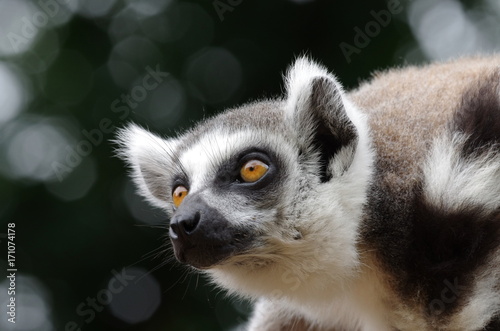 Portrait de maki catta