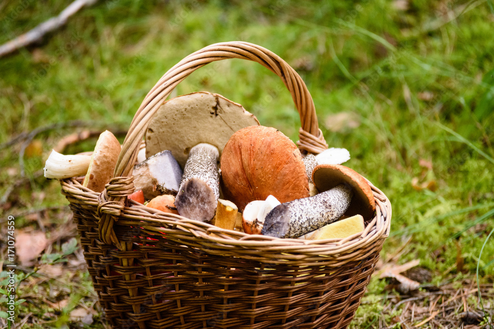 wooden woven basket in front of forest heather with mushrooms