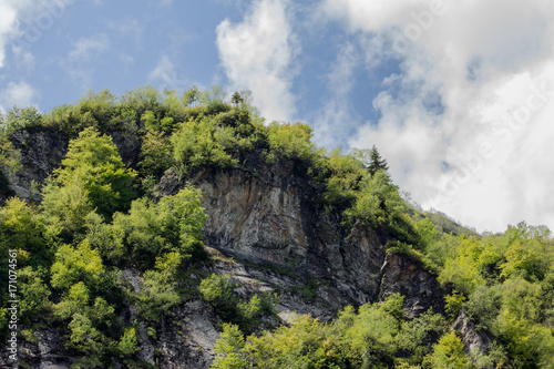 dense forest grows on the steep slope of a high mountain