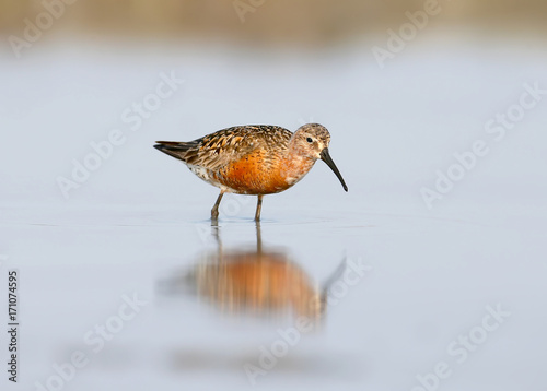 The curlew sandpiper (Calidris ferruginea) in autumn plumage stand on the water. photo