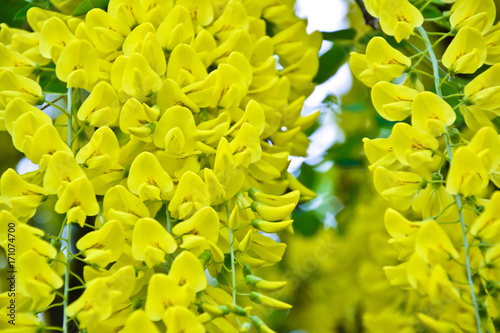 Golden rain tree cassia fistula laburnum flower yellow spring