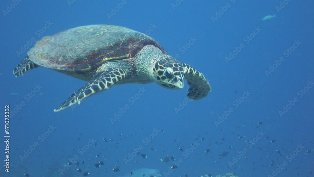 Fototapeta premium Tortue Tahiti