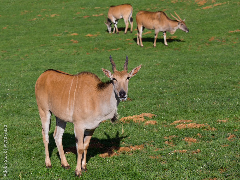 The common eland, Taurotragus oryx, also known as the southern eland or eland antelope. The common eland, Taurotragus oryx, also known as the southern eland or eland antelope.