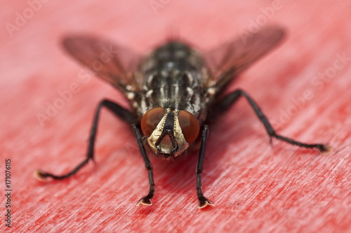 macro of a flesh fly sitting on red surface © Markus