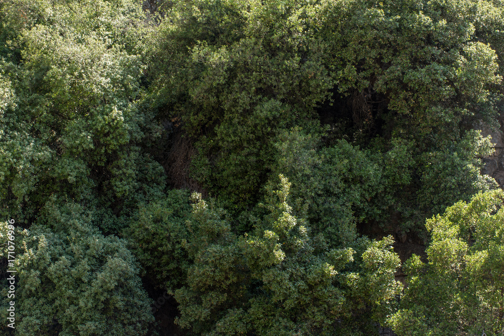 thick trees background thick trees background