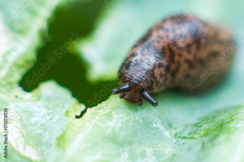 Reticulated slug (Deroceras sturangi, Deroceras agreste, Deroceras reticulatum) on green leaf of cabbage photo