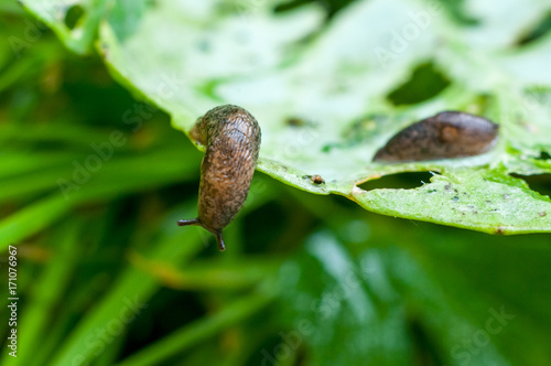 Reticulated slug (Deroceras sturangi, Deroceras agreste, Deroceras reticulatum) on green leaf of cabbage photo