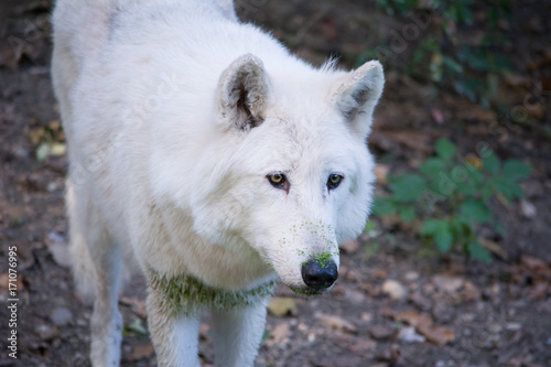 White Wolf