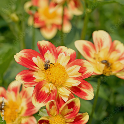 Fototapeta Naklejka Na Ścianę i Meble -  Dahlien, Dahlias