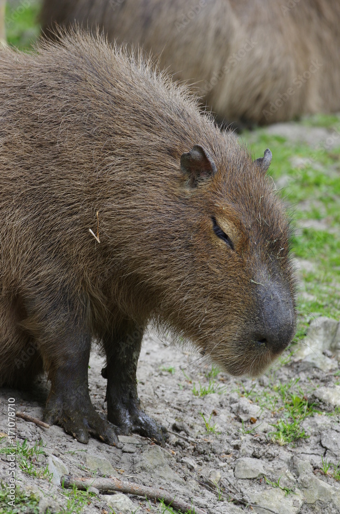 Portrait de Capibara Portrait de Capibara