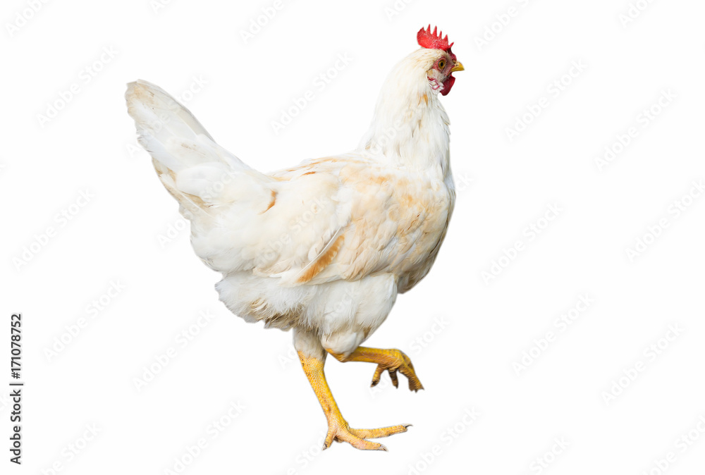 Fototapeta premium chicken on white background