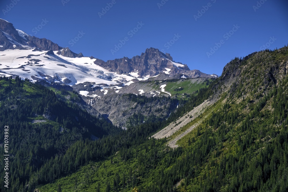Glaciers and Forest on Mt Rainier Glaciers and Forest on Mt Rainier