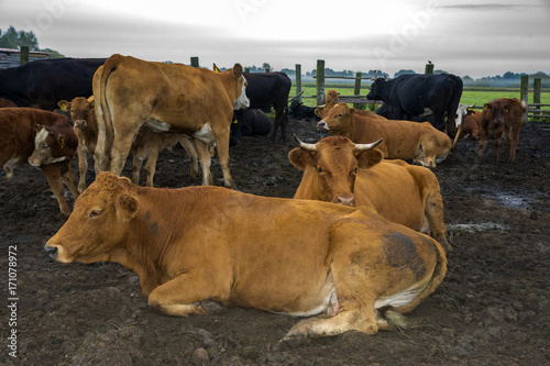 cattle limusiine meat, calves and young cows in the yard