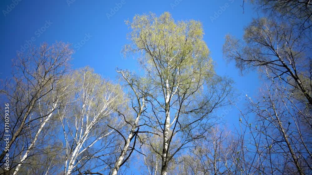Tops of birches with young spring leaves against the background of the blue sky in sunny day Tops of birches with young spring leaves against the background of the blue sky in sunny day