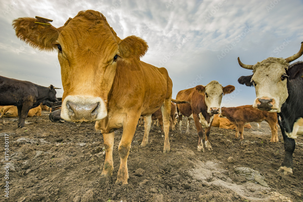 Fototapeta premium cattle limusiine meat, calves and young cows in the yard