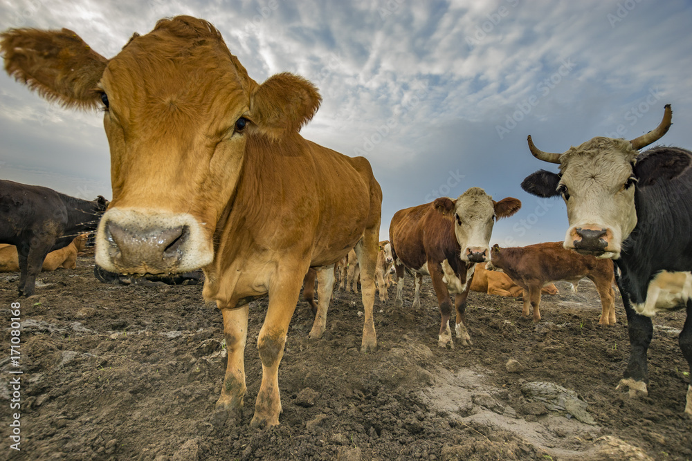Fototapeta premium cattle limusiine meat, calves and young cows in the yard