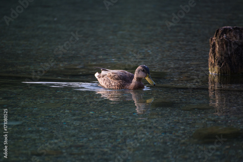Duck swimming in the lake
