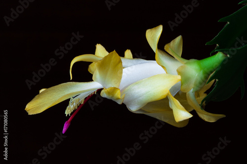 Closeup of yellow single flower: Golden Charm, one of six species of Christmas Cactus (Schlumbergera).