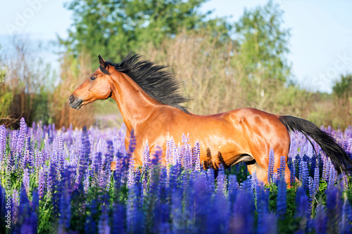 Purebred horse running among blooming flowers