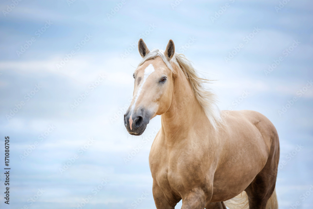 Ardennes horse on blue sky stock photo. Image of dray - 7500106